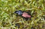 Pterostichus amorei gonar