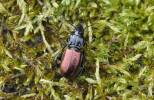 Pterostichus amorei gonar