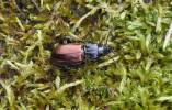 Pterostichus amorei gonar