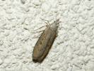 Aphomia zelleri