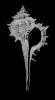 Murex brevispina ornamentalis