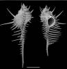 Murex pecten soelae