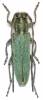 Phytoecia caerulescens cretensis