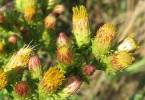 Inula conyzae - oman hnidák