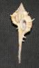 Vokesimurex dolichourus