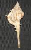 Vokesimurex dolichourus