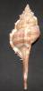 Vokesimurex malabaricus