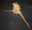Murex tenuirostrum