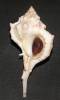 Vokesimurex chrysostoma