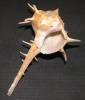 Bolinus cornutus tumulosus