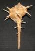 Bolinus cornutus tumulosus