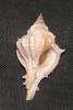 Siratus senegalensis