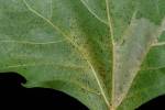 Phyllonorycter platani - klíněnka platanová