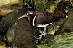 Rostratula benghalensis - Greater Painted-snipe