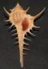 Murex carbonnieri