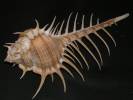 Murex djarianensis