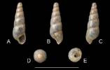 Allopeas acmella