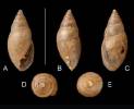 Myosotella myosotis - Mouse-eared Snail