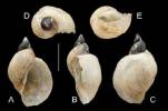 Lymnaea fontinalis