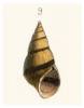 Cleopatra ferruginea