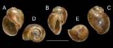 Bulinus angolensis