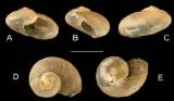 Vitrina angolensis