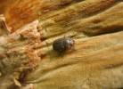 Aesalus scarabaeoides scarabaeoides