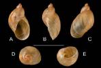 Succinea badia