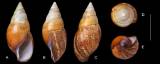 Achatina bandeirana