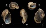 Lymnaea bocageana