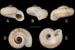 Rhiostoma cambodjense