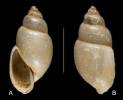 Bulinus canescens