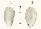 Rhopalogonium chaperi