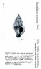 Urosalpinx cinerea