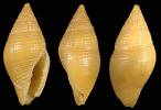 Mitromorpha olivoidea