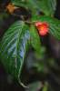 Begonia longirostris
