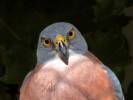 Accipiter rufitorques