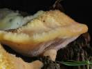 Climacocystis borealis - plstnateček severský