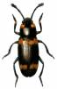 Nesitis sexnotata