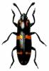 Nesitis philippinensis