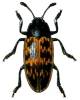 Megischyrus bartletti