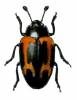 Aulacocheilus agaboides var. furciferus