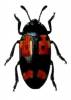 Aulacocheilus episcaphoides
