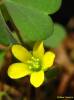 Oxalis corniculata - šťavel růžkatý