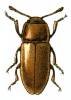 Cryptophilus integer