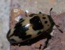 Ischyrus quadripunctatus