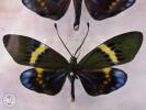 Eterusia repleta