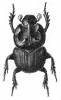 Proagoderus subextensus