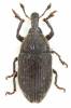 Larinus syriacus