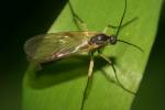 Boletina trivittata